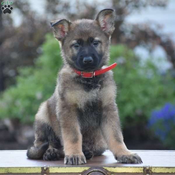 Lucy, German Shepherd Puppy
